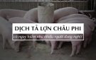 Bài tuyên truyền dịch tả lợn châu phi triệu chứng và cách phòng chống